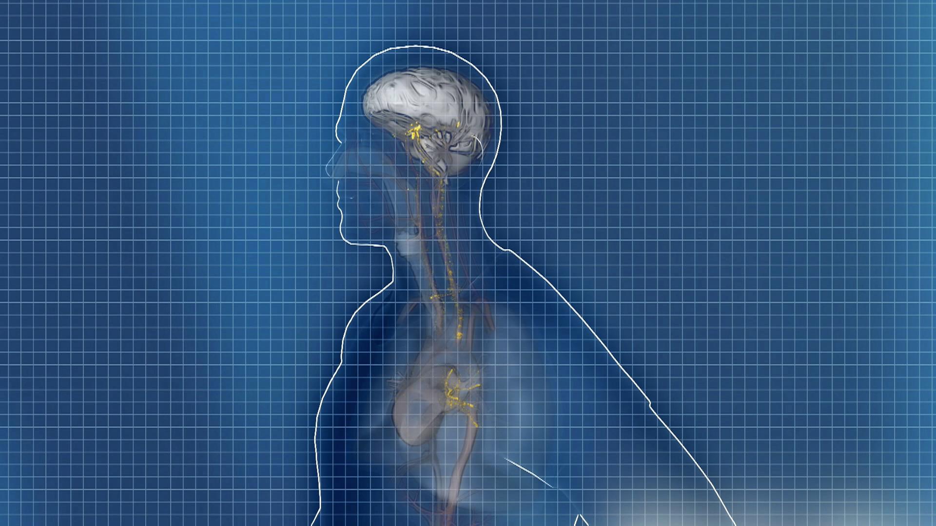 Grafik: Ultrafeinstaub in Herz und Gehirn