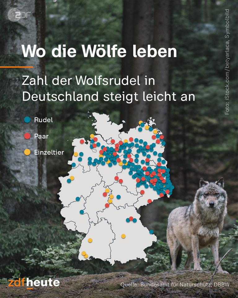Grafik: Wo die Wölfe leben