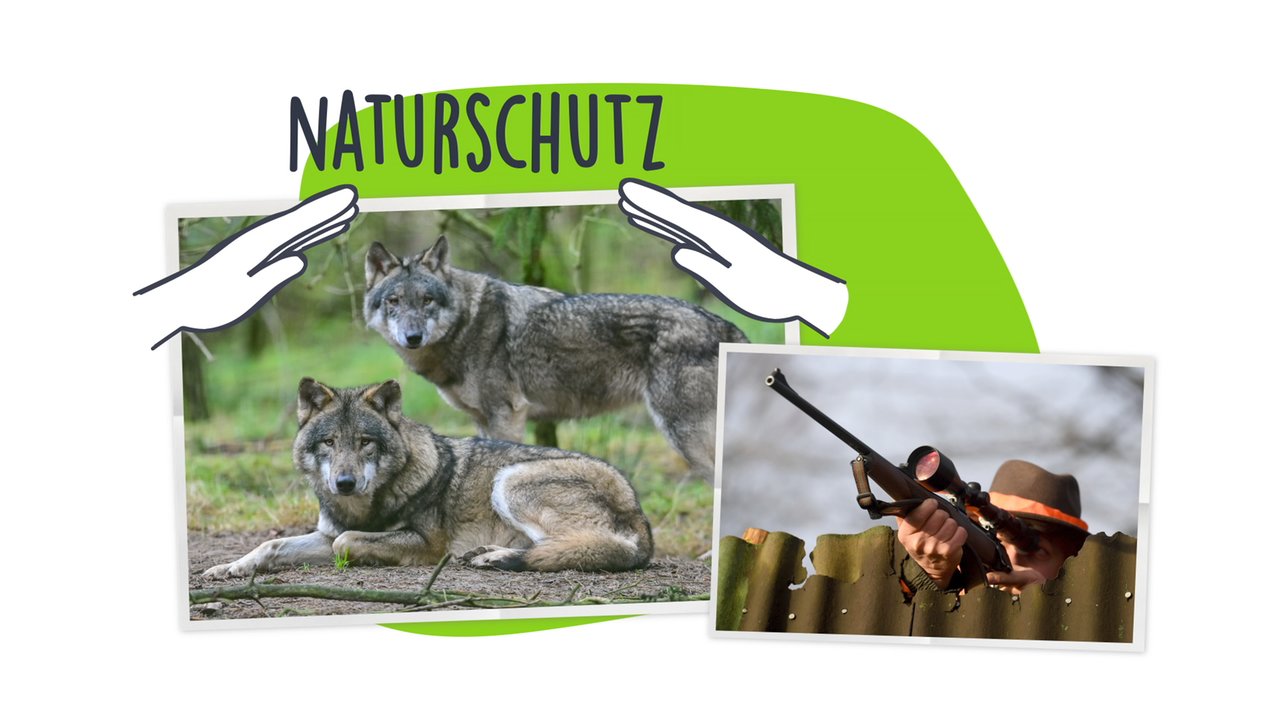 logo! erklärt Wölfe in Deutschland logo!