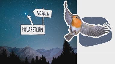Zugvögel und ihre Reise
