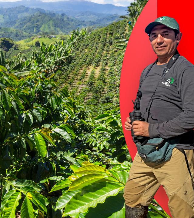Protagonist mit Fernrohr in der Hand; Im Hintergrund das Foto einer Kaffeeplantage und ein Foto von einem Korb mit Physalis