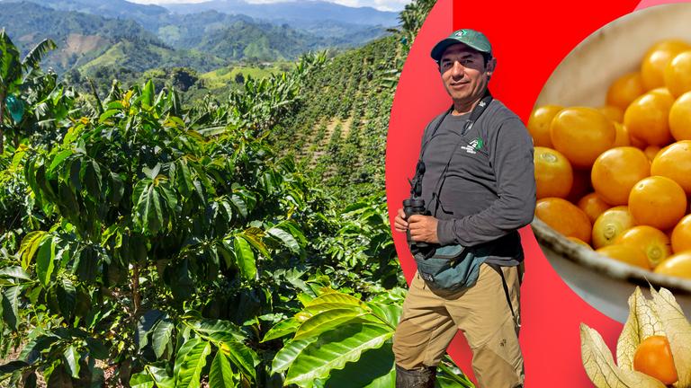 Protagonist mit Fernrohr in der Hand; Im Hintergrund das Foto einer Kaffeeplantage und ein Foto von einem Korb mit Physalis