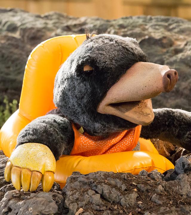 Hase Otto, Eichhörnchen Ella und Rabe Rudi sind am Möhrenbeet. 