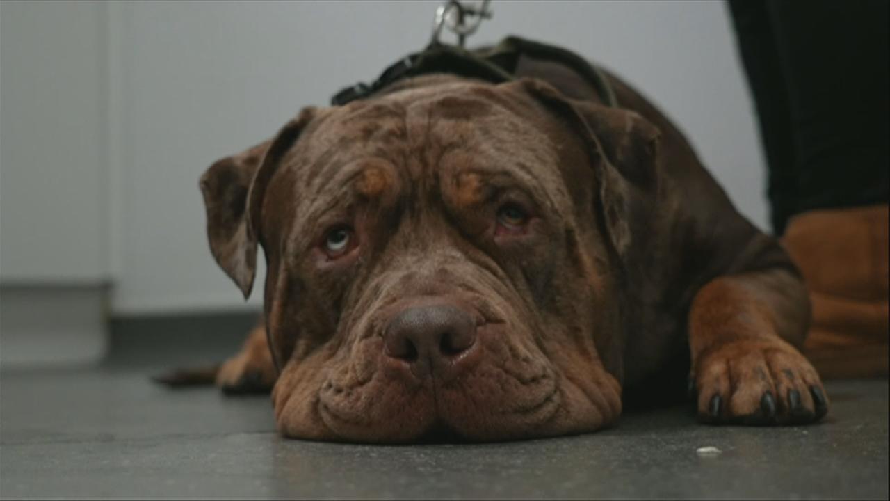 Großbritannien Debatte über XLBullys ZDFheute