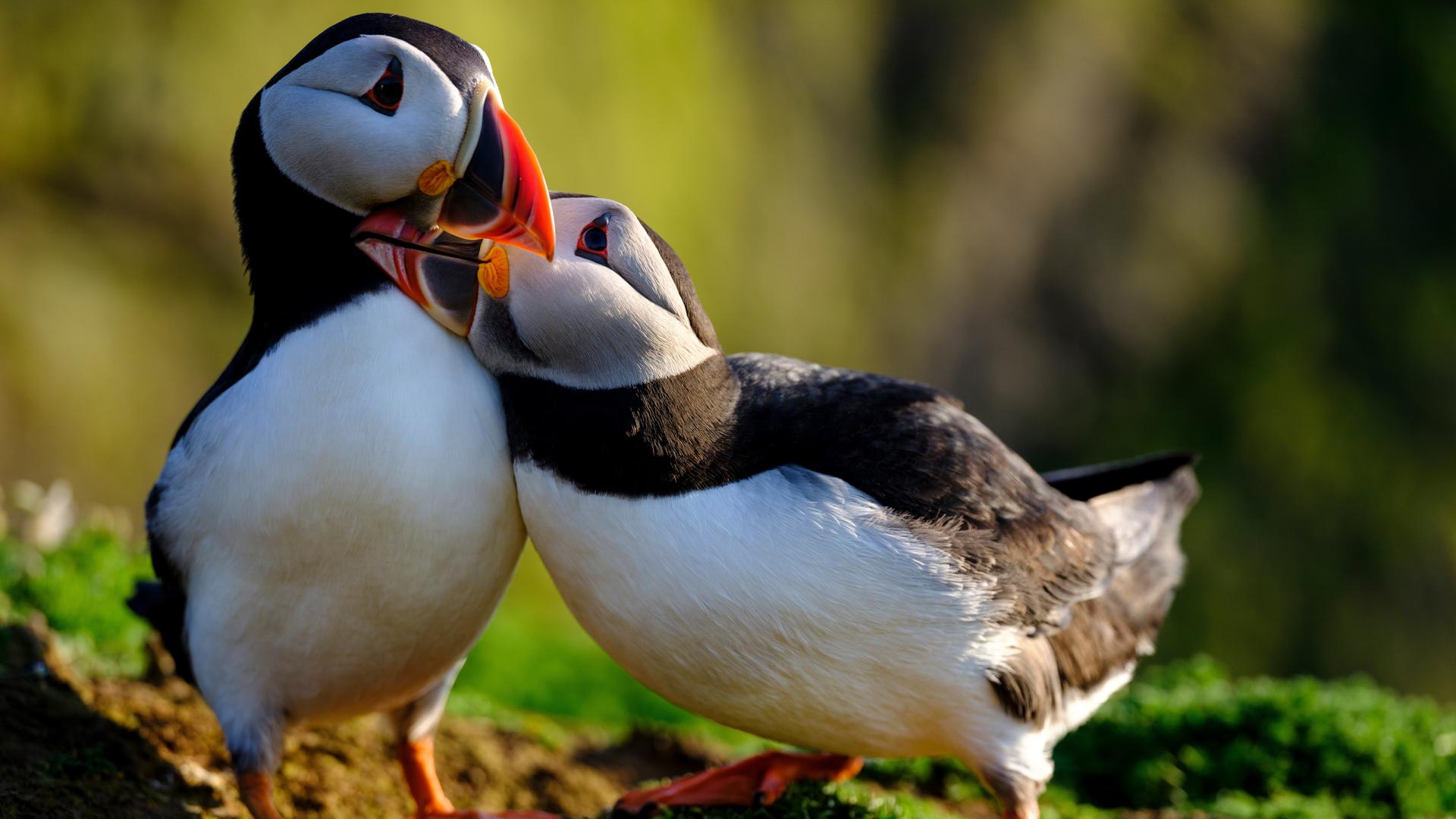 Zwei Papageitaucher schnäbeln miteinander.