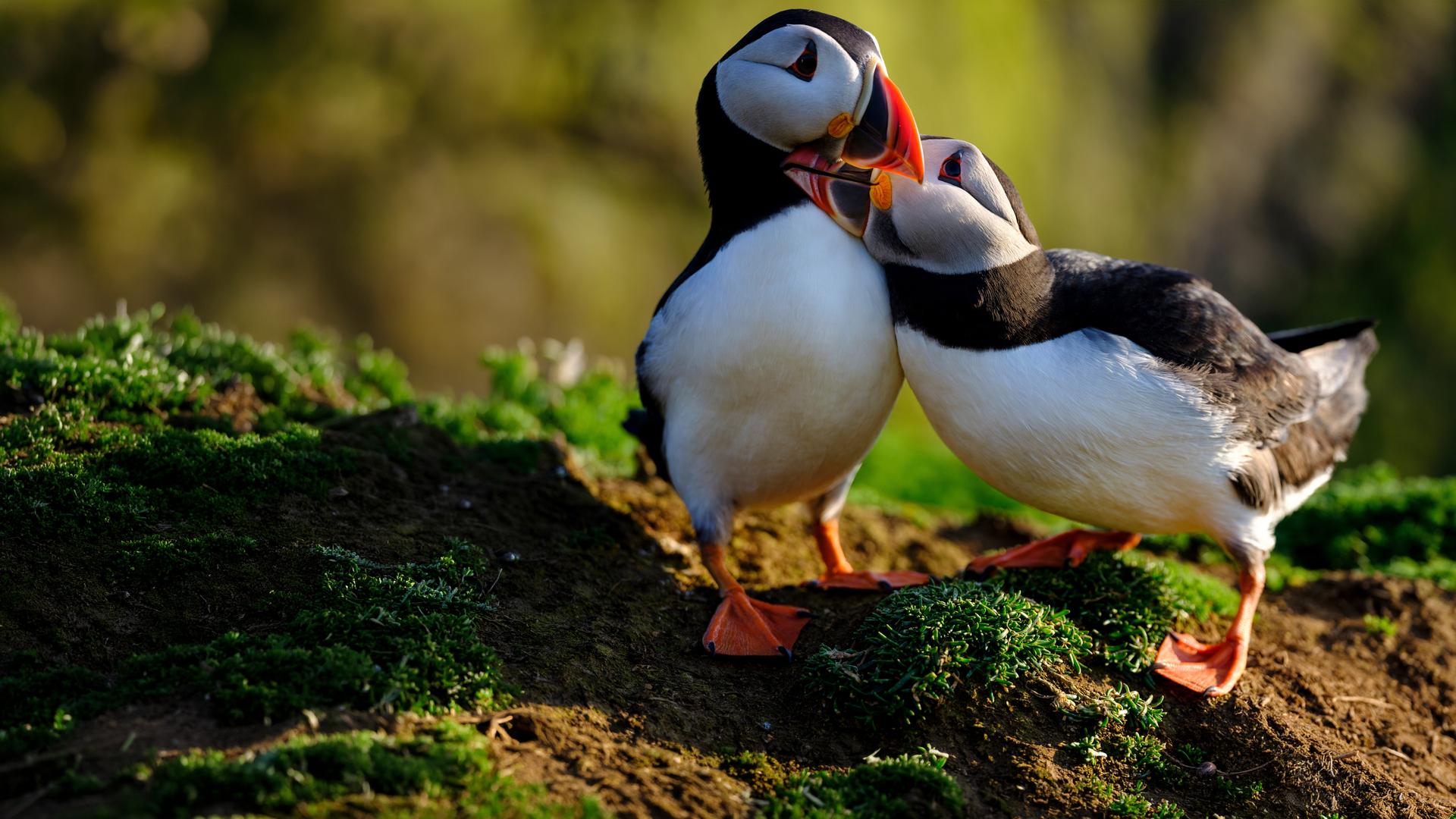 Zwei Papageitaucher schnäbeln miteinander.