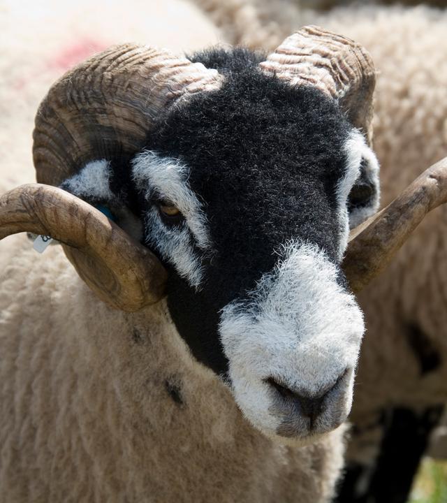 Nahaufnahme: Ein Schaf mit langen, geschwungenen Hörnern schaut in Richtung der Kamera.