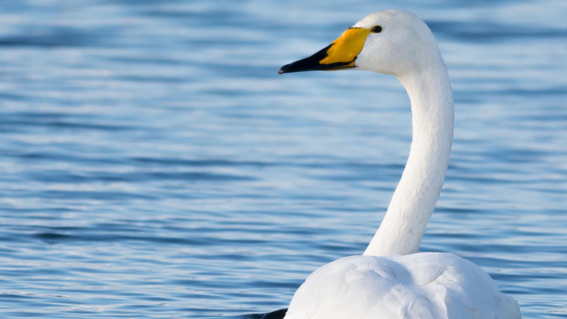 Ein Singschwan schwimmt im Wasser.