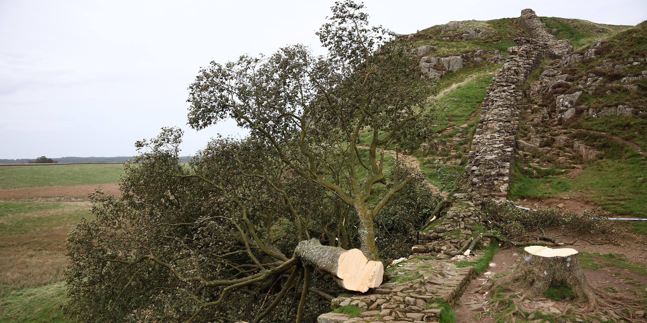Die Überreste des Baumes am Sycamore Gap