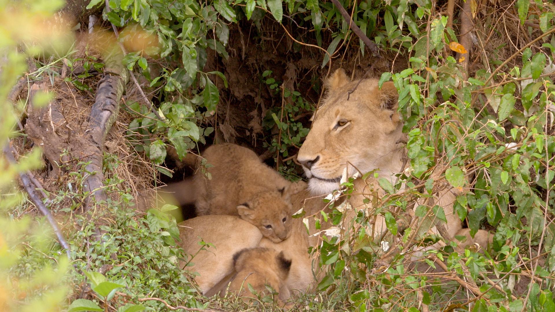 Löwin mit ihren Jungen in einem Versteck aus dichtem Gestrüpp.