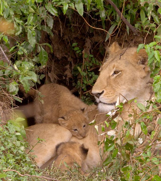 Löwin mit ihren Jungen in einem Versteck aus dichtem Gestrüpp.