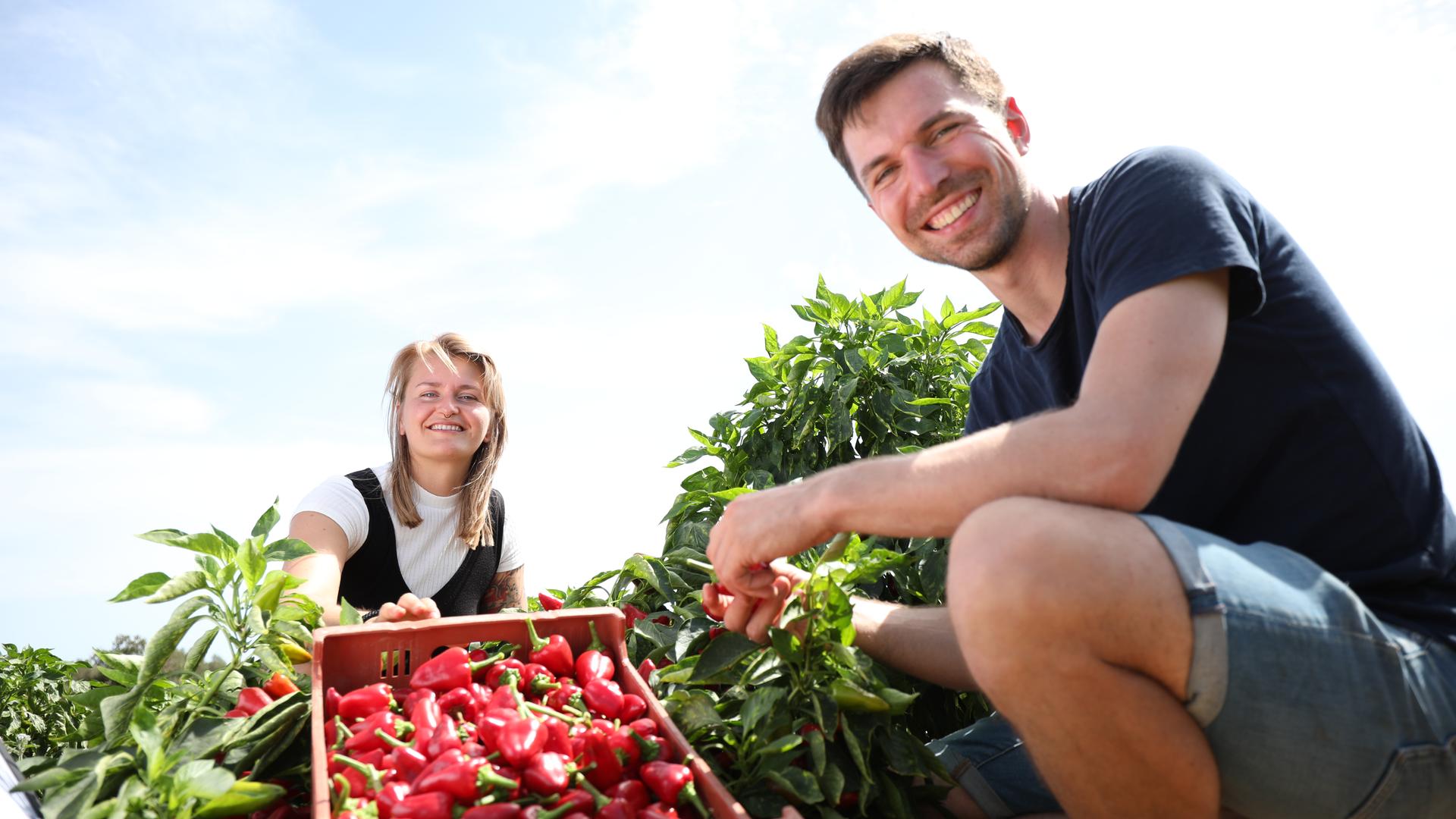 "plan b: Gut gewürzt - Ingwer, Paprika und rotes Gold": Theresa Mende und Richard Friedrich ernten rote Paprika auf Mallorca.