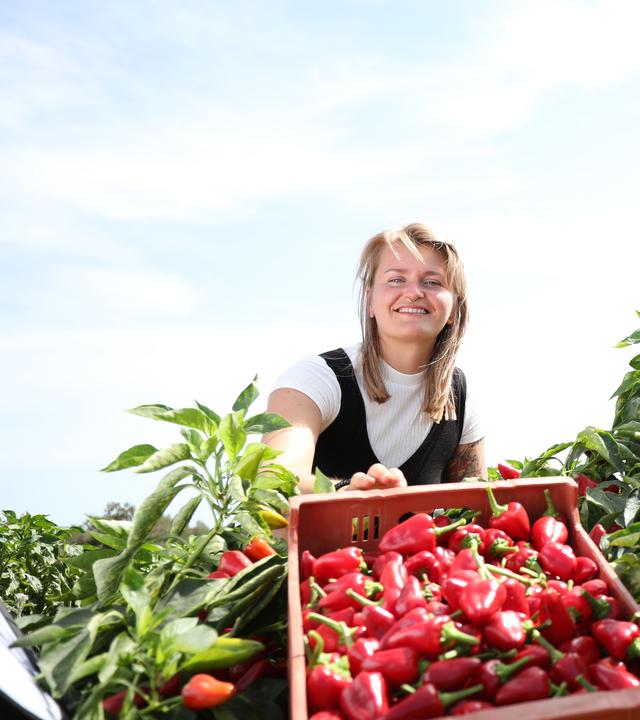 "plan b: Gut gewürzt - Ingwer, Paprika und rotes Gold": Theresa Mende und Richard Friedrich ernten rote Paprika auf Mallorca.
