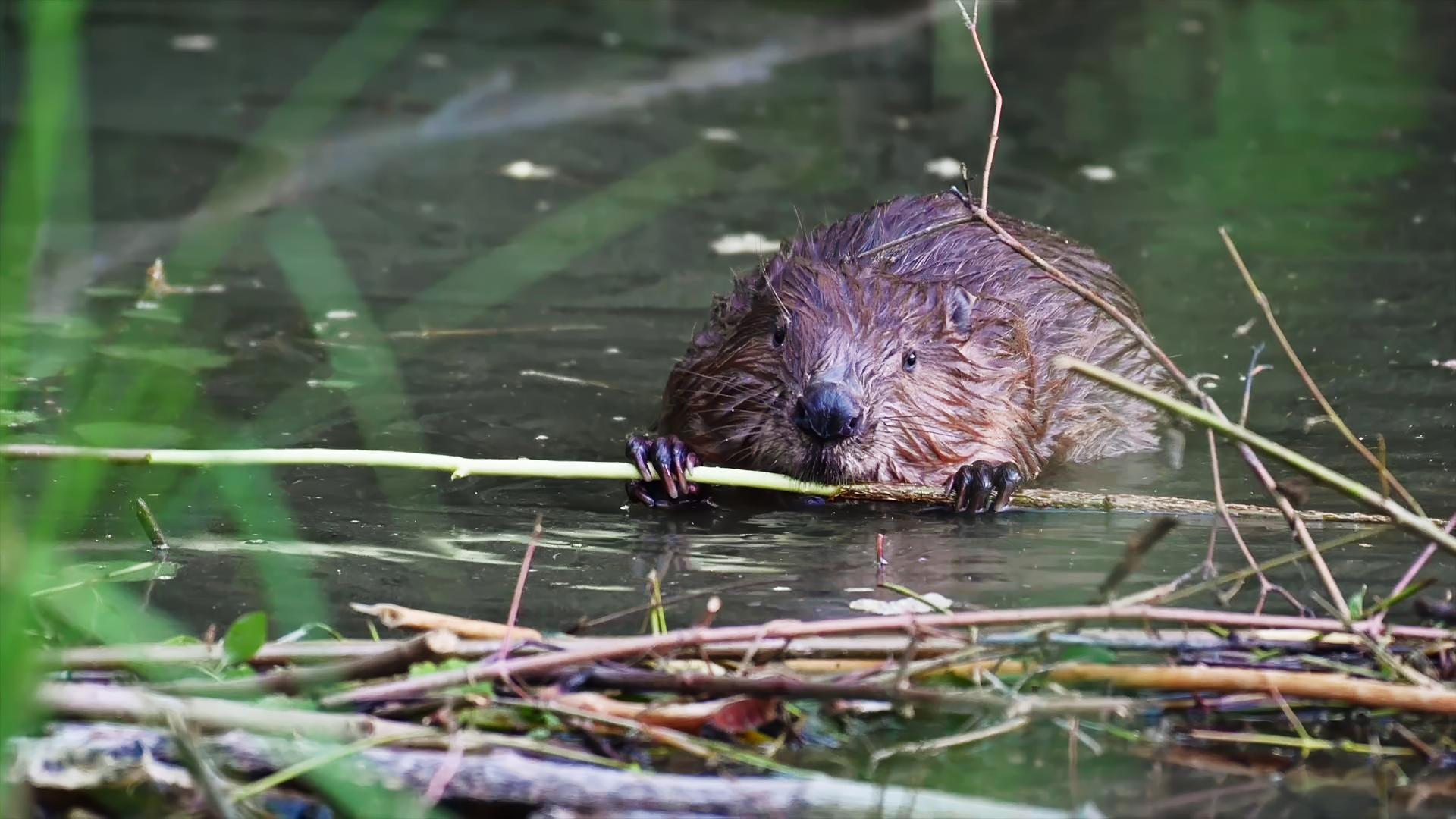 Ein Biber im Wasser