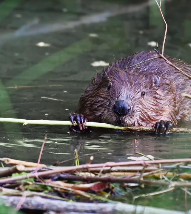 Ein Biber im Wasser