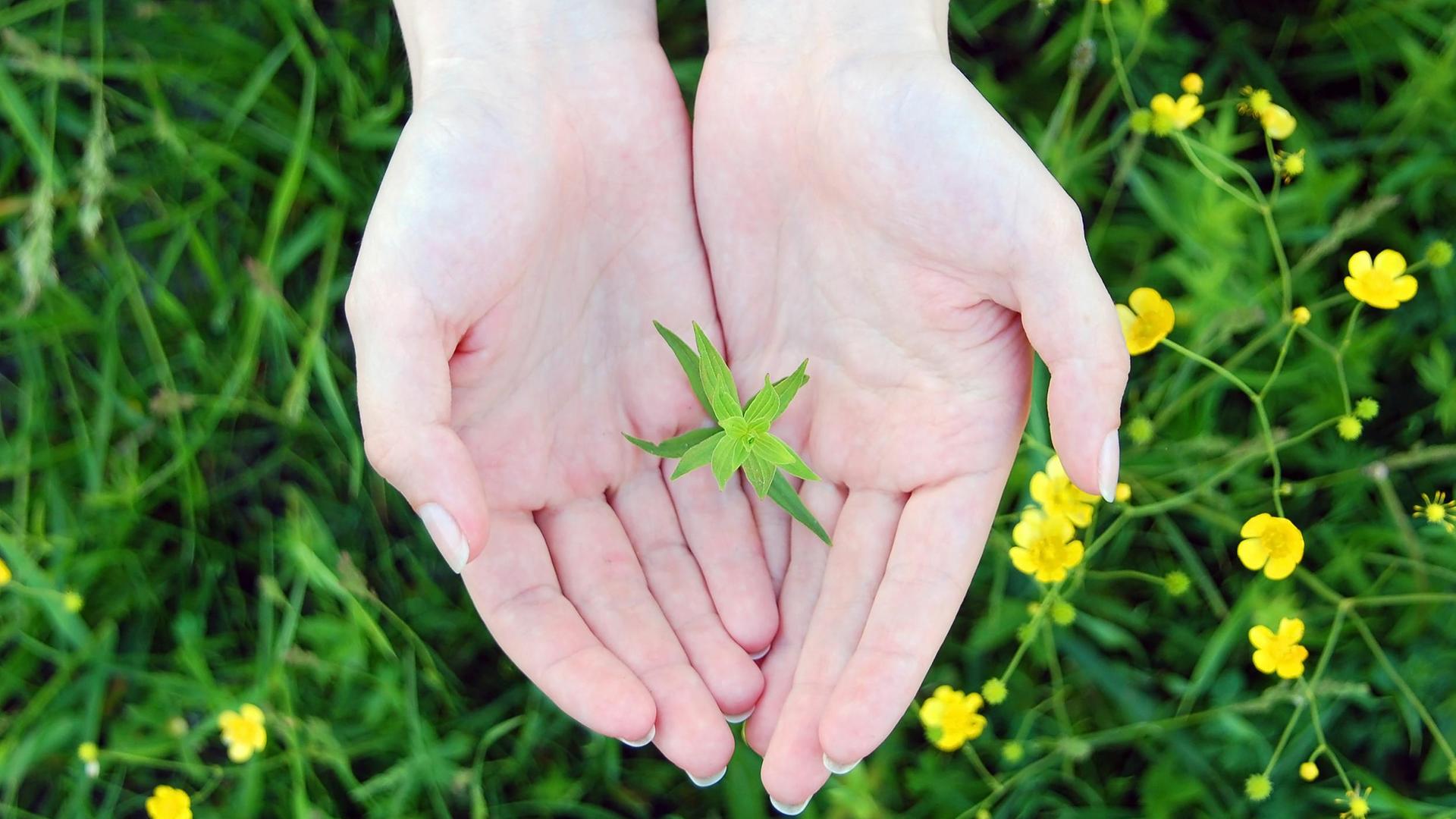 Hände halten eine Pflanze