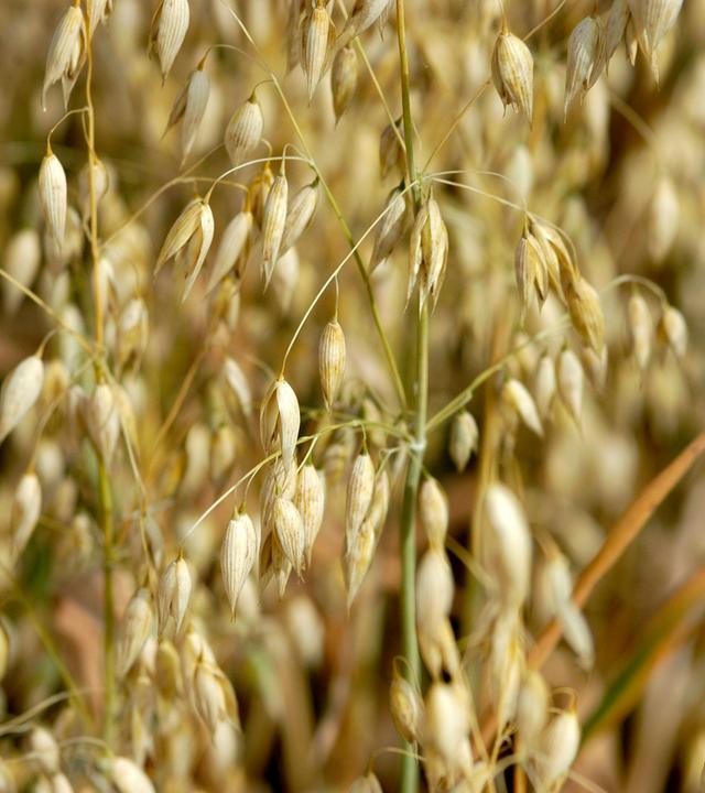 Feld mit erntereifem Hafer