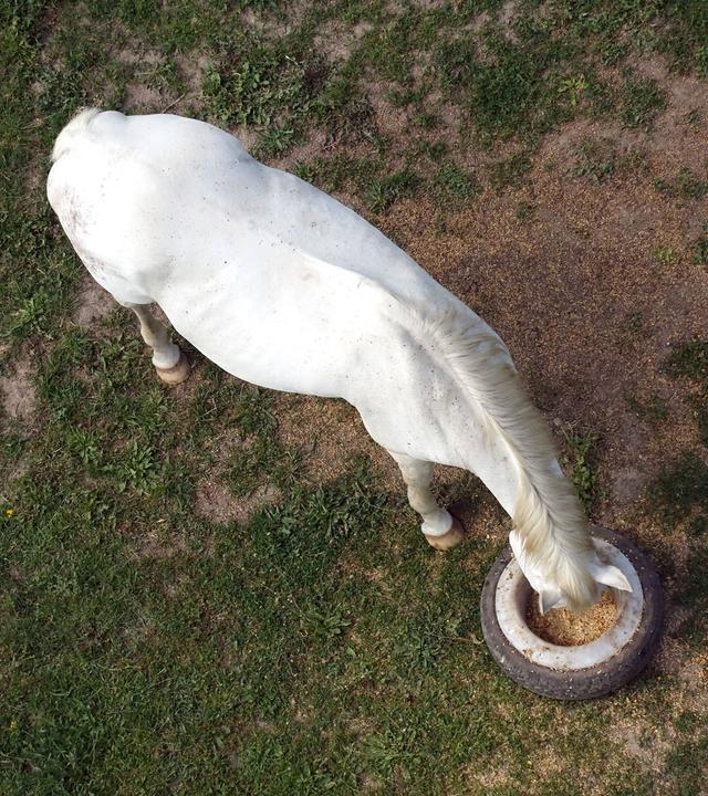 Pferd frisst Kraftfutter