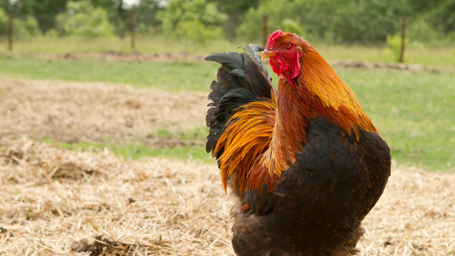 Ein Hahn läuft draußen auf Stroh und hält den Kopf seitlich.