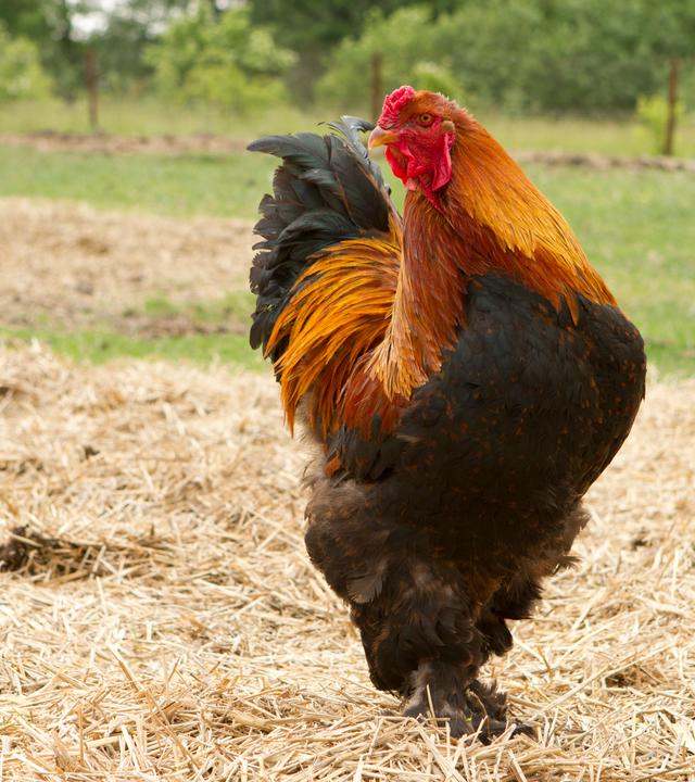 Ein Hahn läuft draußen auf Stroh und hält den Kopf seitlich.