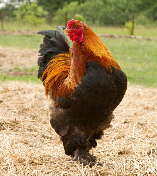 Ein Hahn läuft draußen auf Stroh und hält den Kopf seitlich.