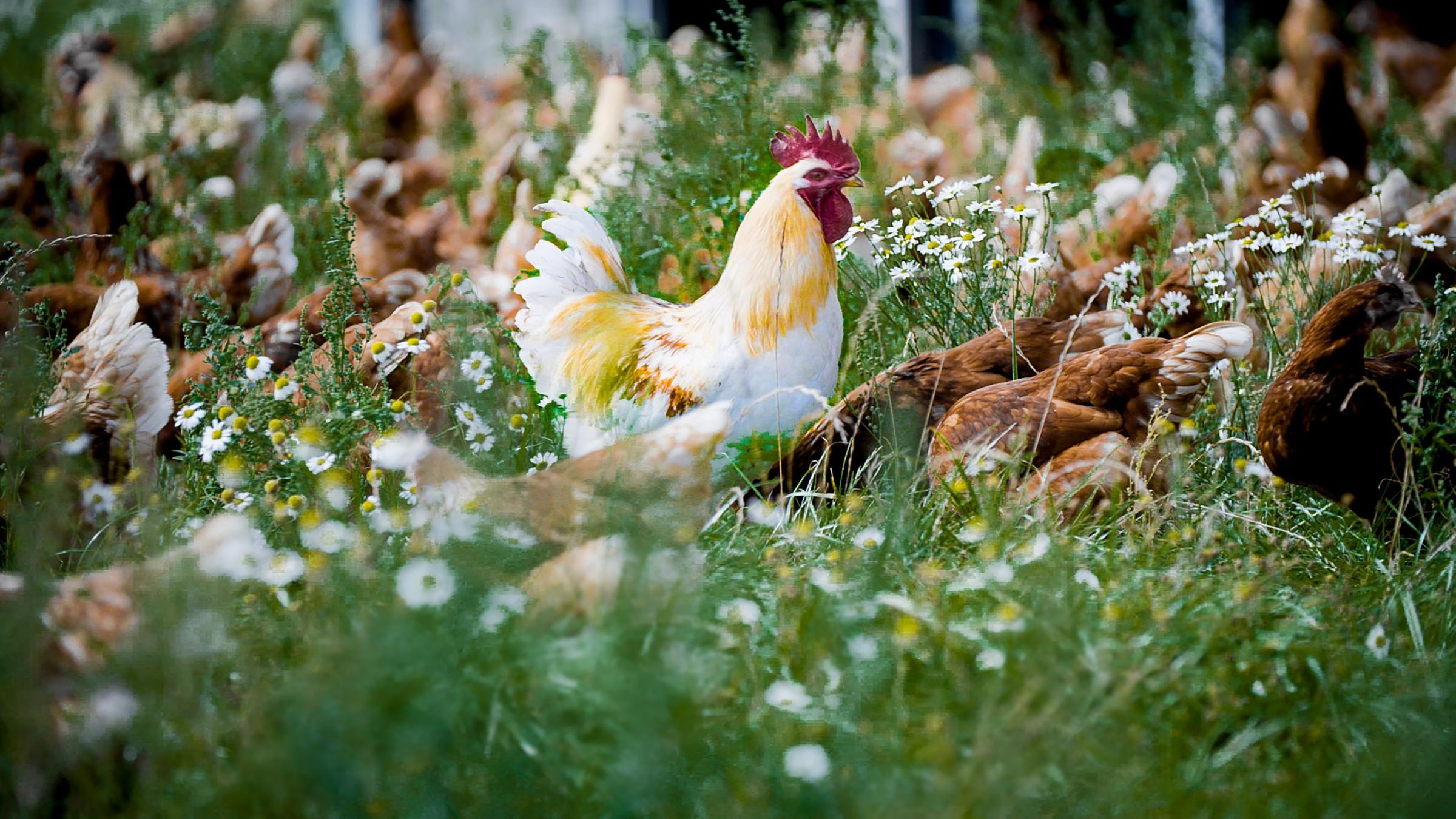 Ein Hahn auf der Wiese