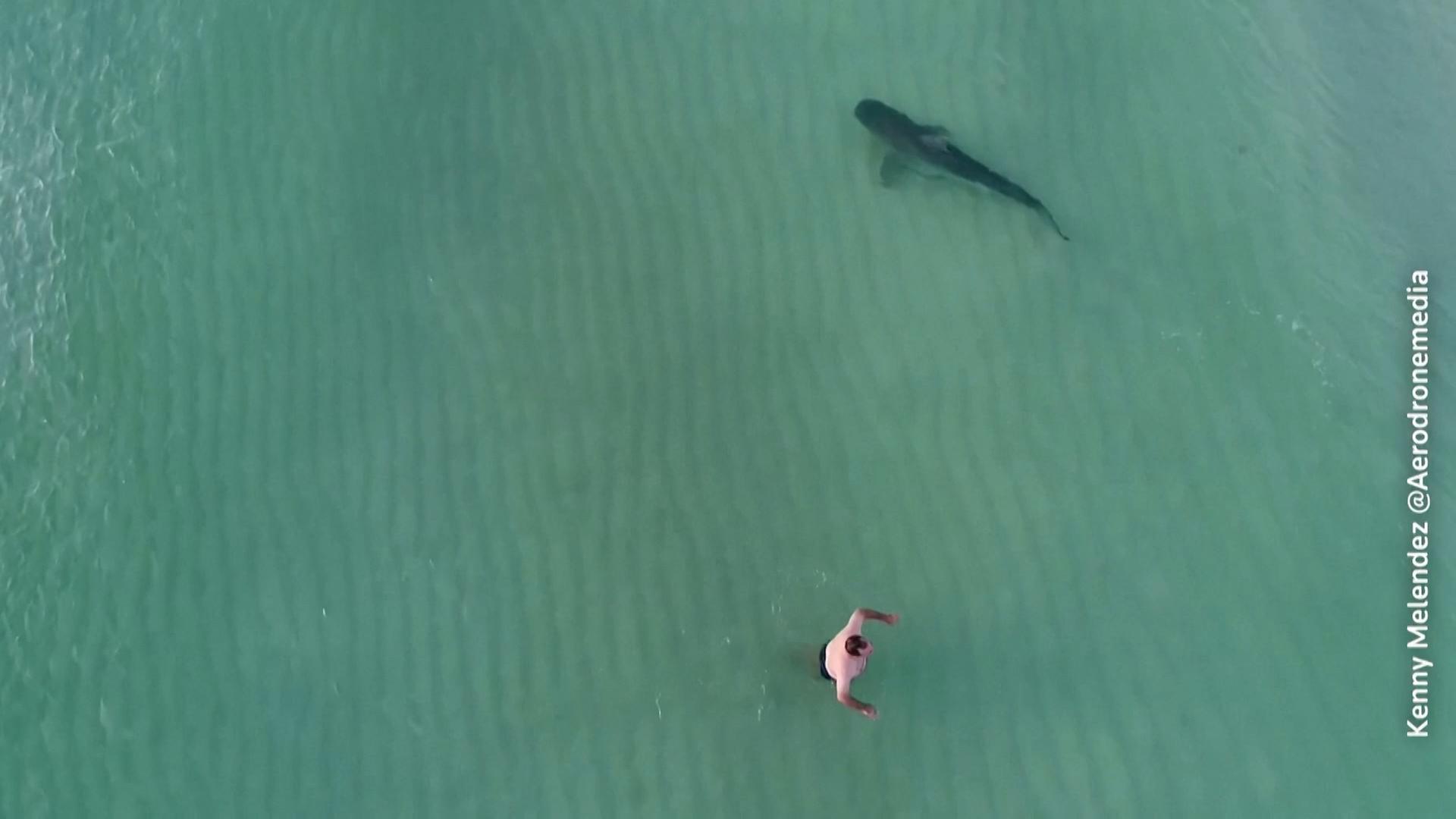 Forschende aus Miami haben herausgefunden, dass Haie öfter in der Nähe von Menschen schwimmen als bislang gedacht.