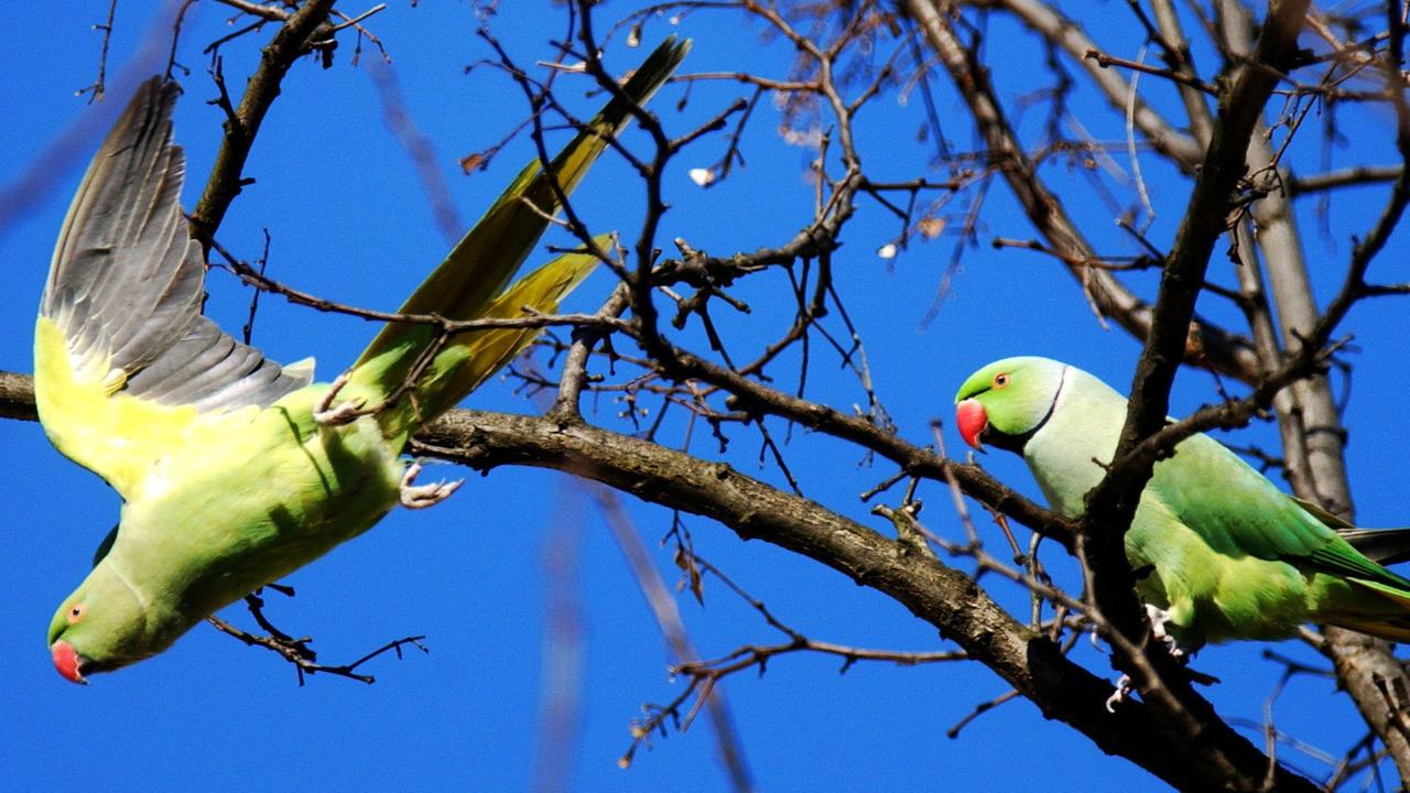 zwei Halsbandsittiche im Baum, einer sitzt auf einem Ast, einer fliegt gerade los