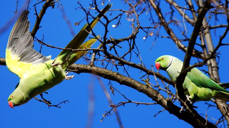 zwei Halsbandsittiche im Baum, einer sitzt auf einem Ast, einer fliegt gerade los