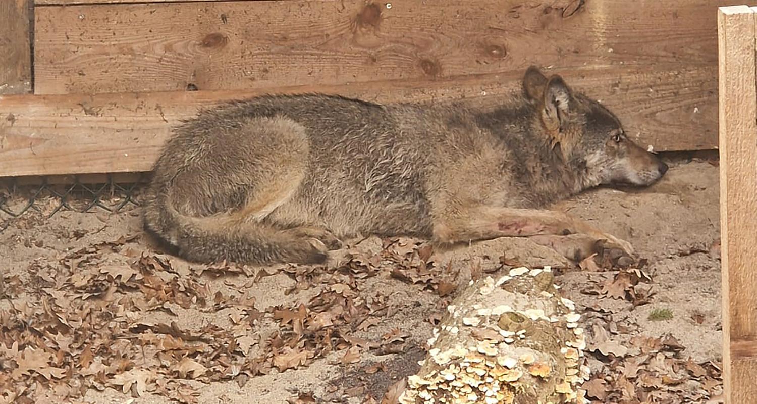 Hamburg: Dieser Wolf hatte eine Frau in einer Hamburger Einkaufspassage verletzt. Nun wurde er wieder freigelassen. 