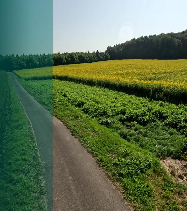 Hammer-Wohlmannsgesees