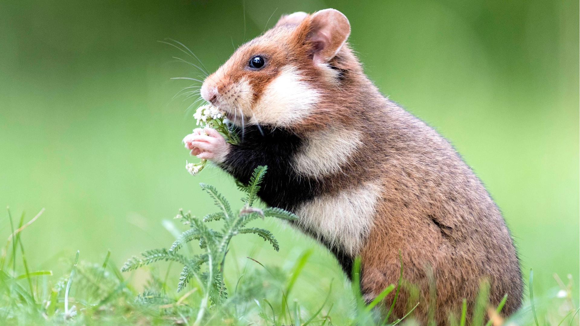 Kleiner Feldhamster steht auf Hinterbeinen und knabbert Gras