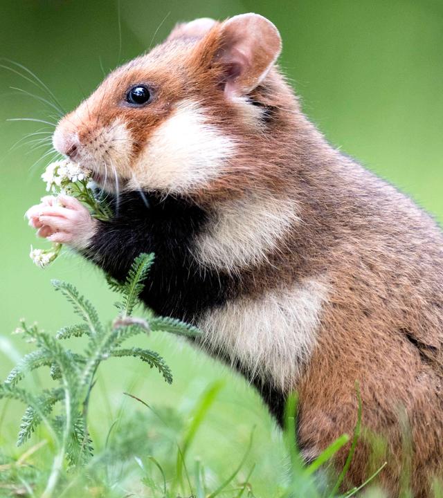Kleiner Feldhamster steht auf Hinterbeinen und knabbert Gras