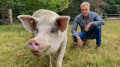 Dokumentation - Hannes Jaenicke: Im Einsatz Für Das Schwein