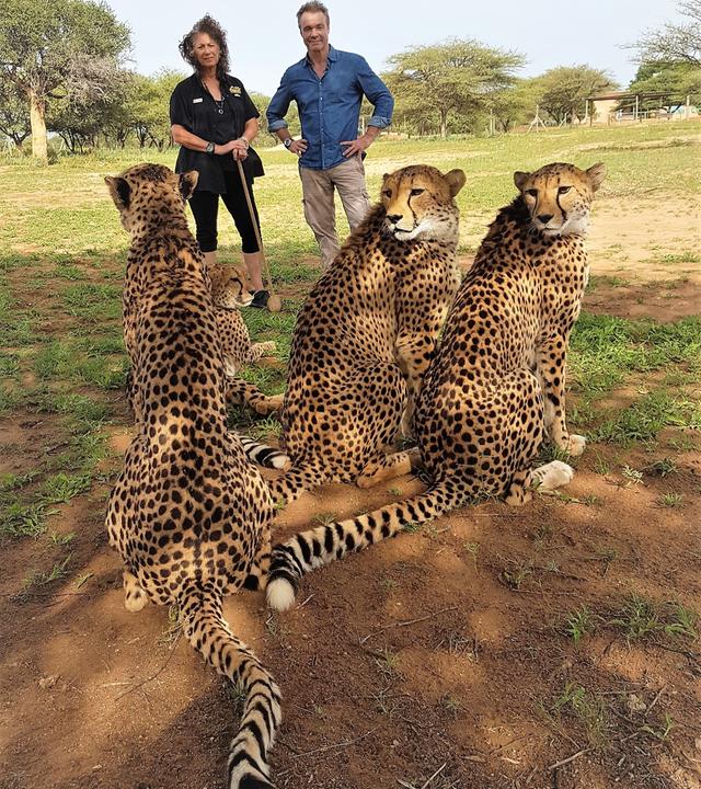 Hannes Jaenicke mit Dr. Laurie Marker (Fachfrau für Geparden). Im Vordergrund sitzen 3 Geparden.
