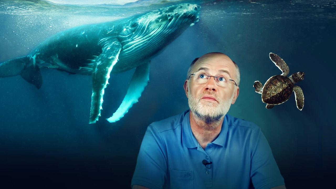 Grafik: Über Harald Lesch schwimmt ein Wal und eine Schildkröte