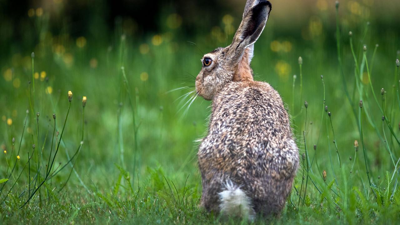Löwenzähnchen: Hase - ZDFmediathek