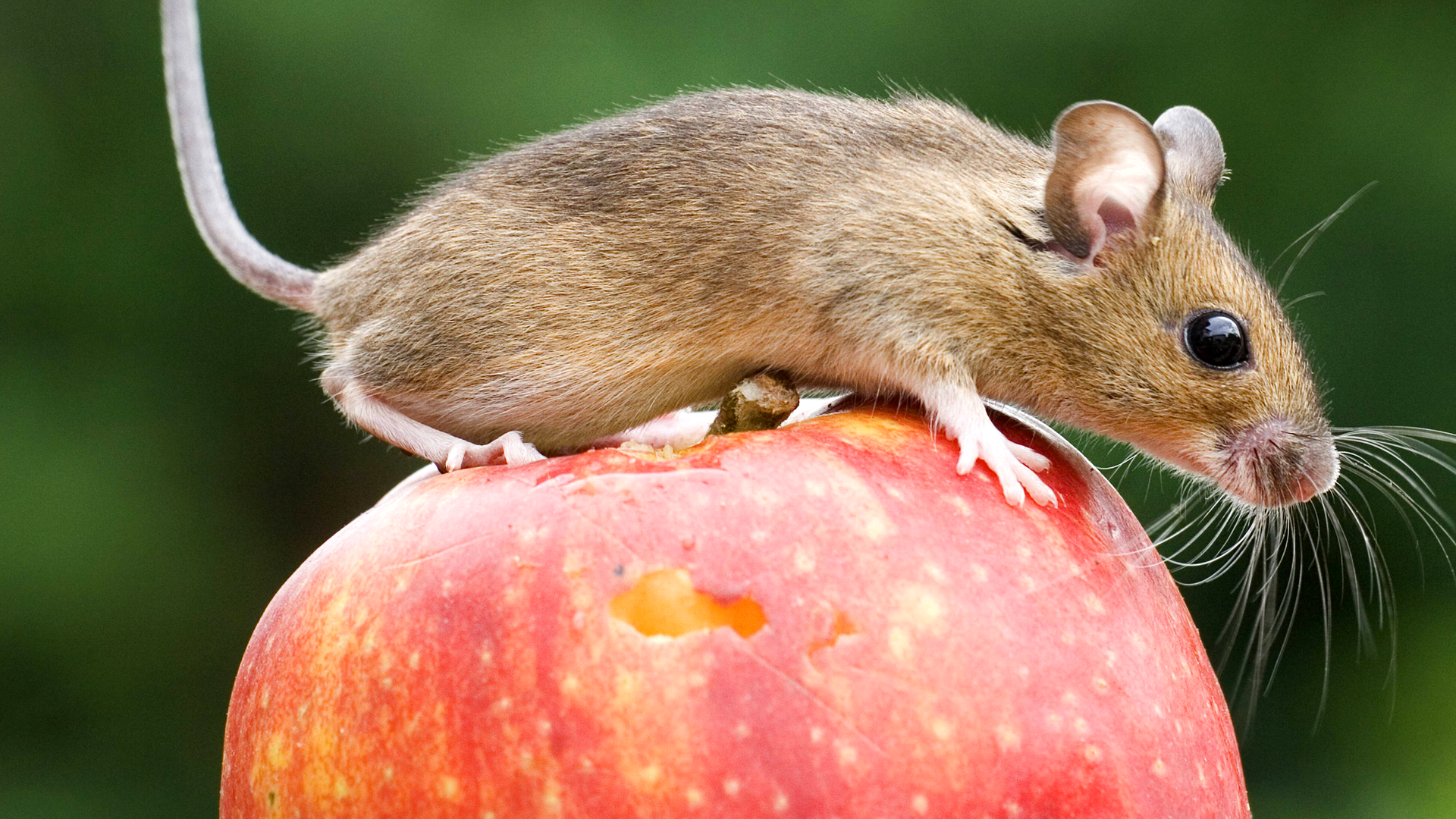 Eine Maus sitzt auf einem Apfel