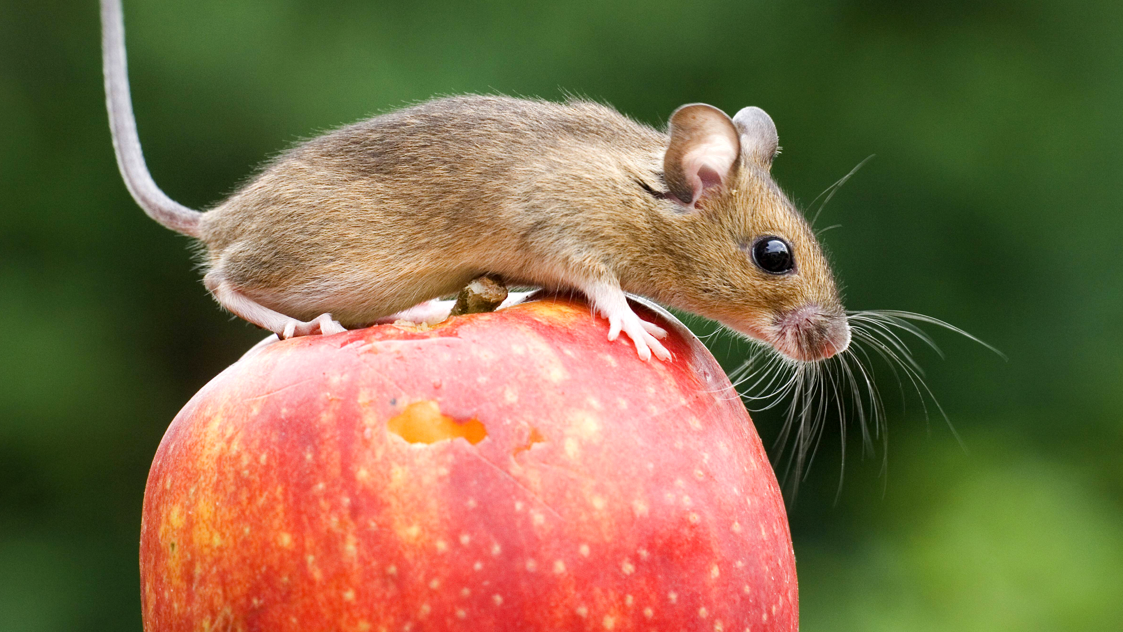Eine Maus sitzt auf einem Apfel