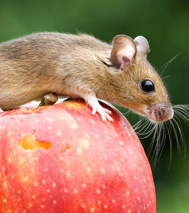 Eine Maus sitzt auf einem Apfel