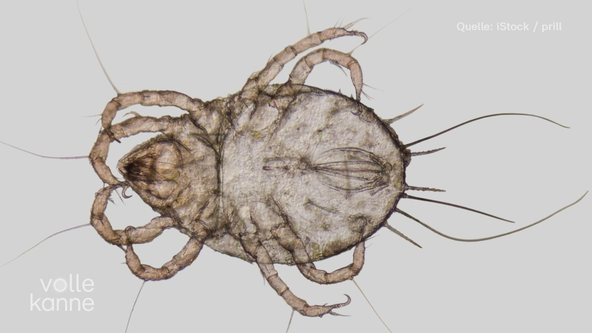 Eine mikroskopische Aufnahme einer Milbe