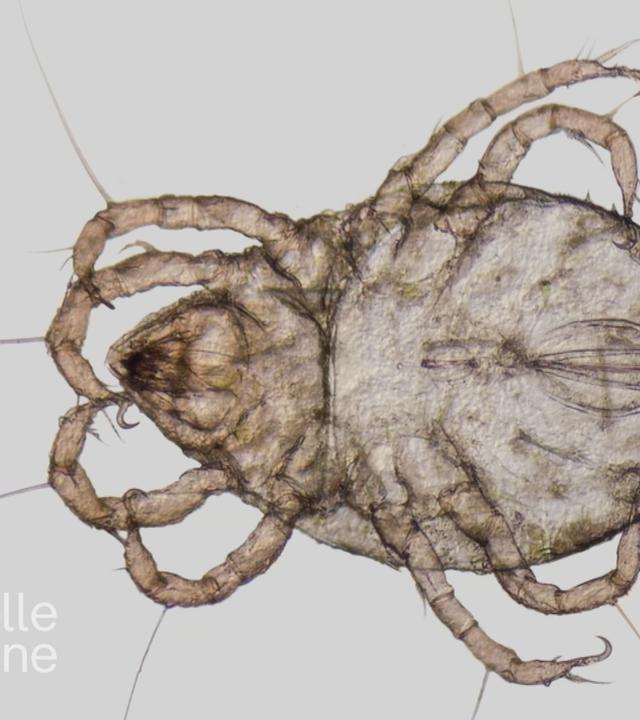 Eine mikroskopische Aufnahme einer Milbe