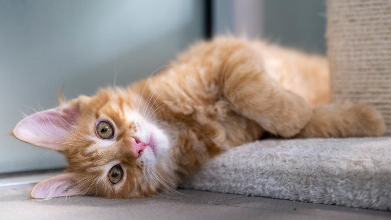 Die Katze bleibt das beliebteste Haustier in Deutschland - ZDFheute