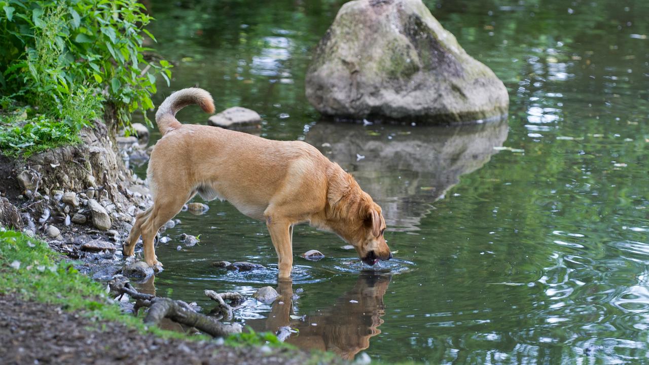 Das Haustiercamp Beißen Hunde wirklich schnell? ZDFtivi