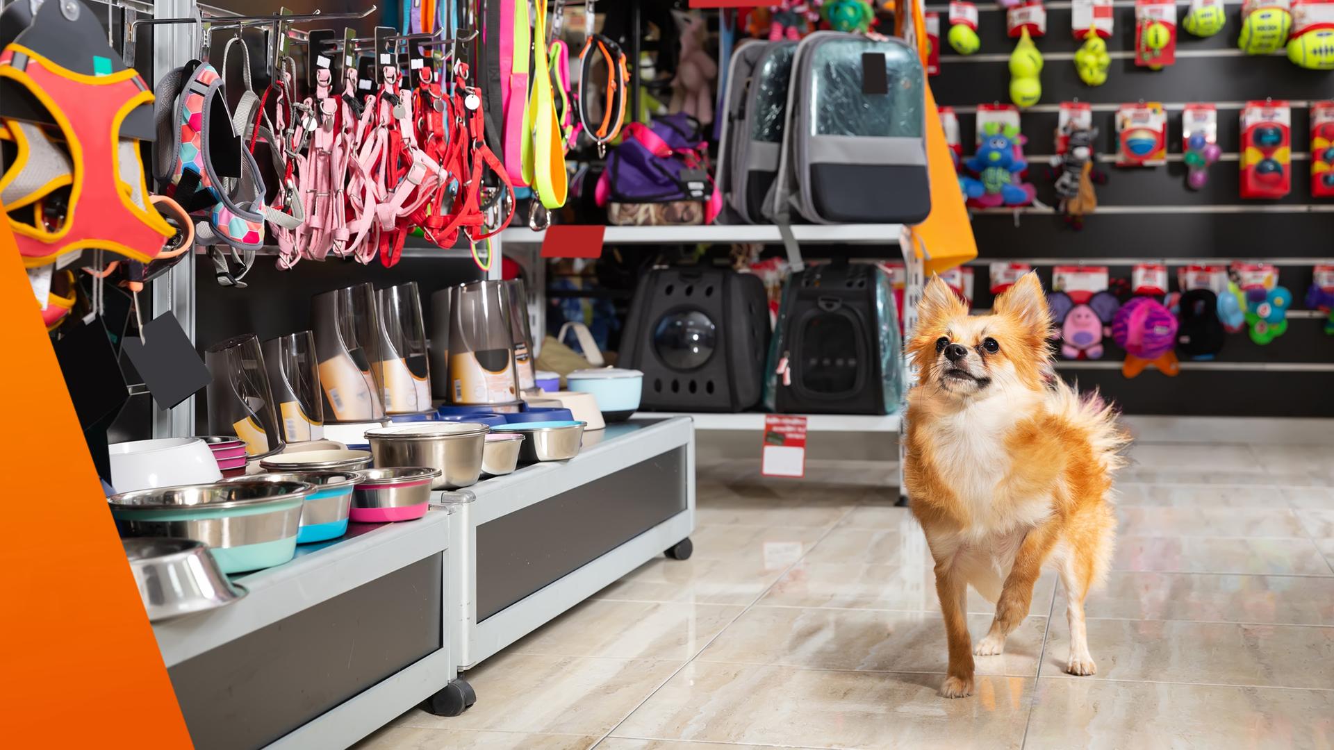 In einem gut sortierten Fachgeschäft für Haustiere steht ein kleiner Hund im Vordergrund. Hinter ihm befinden sich mehrere Regale mit verschiedenem Zubehör wie Futternäpfen, Leinen, Spielzeugen und Transporttaschen in unterschiedlichen Farben und Größen.