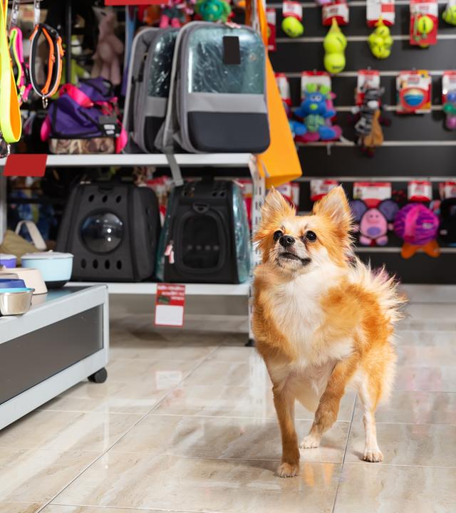 In einem gut sortierten Fachgeschäft für Haustiere steht ein kleiner Hund im Vordergrund. Hinter ihm befinden sich mehrere Regale mit verschiedenem Zubehör wie Futternäpfen, Leinen, Spielzeugen und Transporttaschen in unterschiedlichen Farben und Größen.