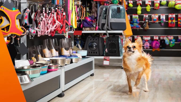 In einem gut sortierten Fachgeschäft für Haustiere steht ein kleiner Hund im Vordergrund. Hinter ihm befinden sich mehrere Regale mit verschiedenem Zubehör wie Futternäpfen, Leinen, Spielzeugen und Transporttaschen in unterschiedlichen Farben und Größen.