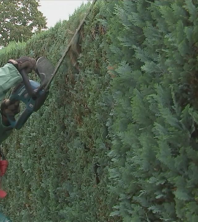 Eine Hecke wird zurückgeschnitten.