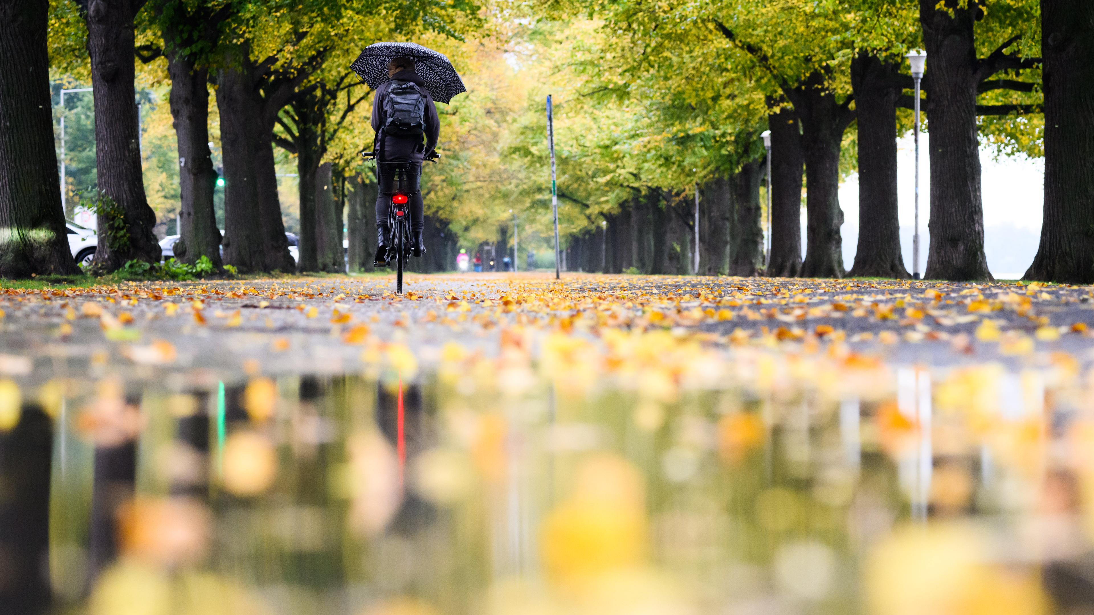 Radfahrerin fährt mit einem Regenschirm durch eine herbstlich verfärbte Allee