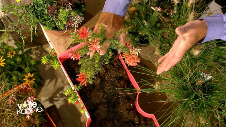 Herbstblumen